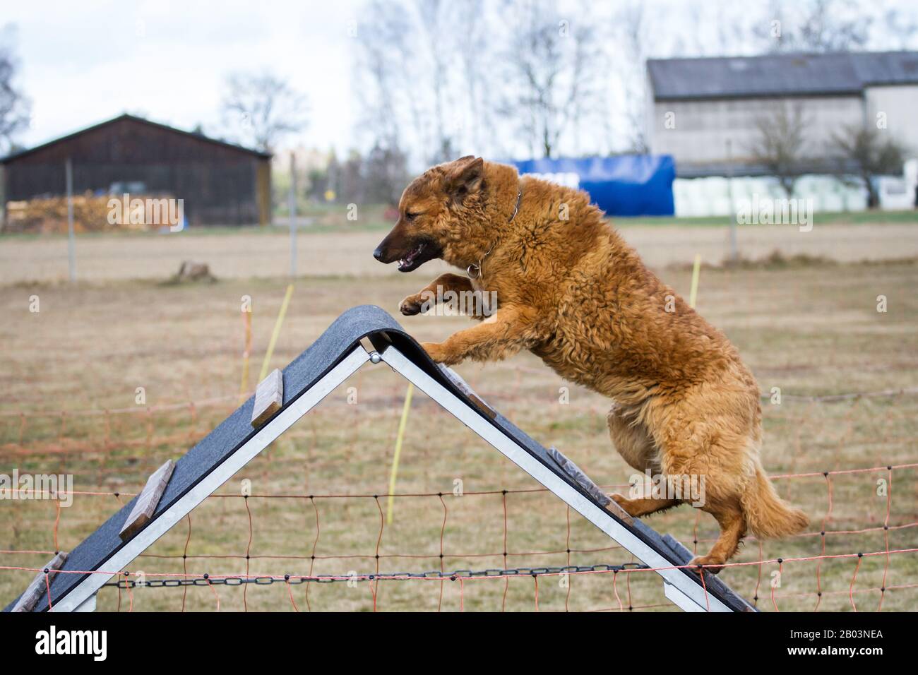 Westerwälder Kuhhund (Altdeutscher Hütehund, Old German Sheepdog) che corre sopra la struttura A sulla struttura sportiva del cane Foto Stock