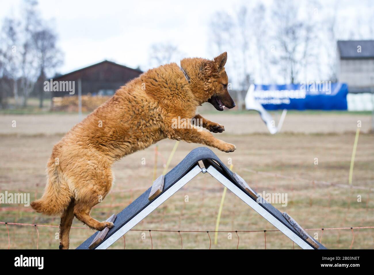 Westerwälder Kuhhund (Altdeutscher Hütehund, Old German Sheepdog) che corre sopra la struttura A sulla struttura sportiva del cane Foto Stock