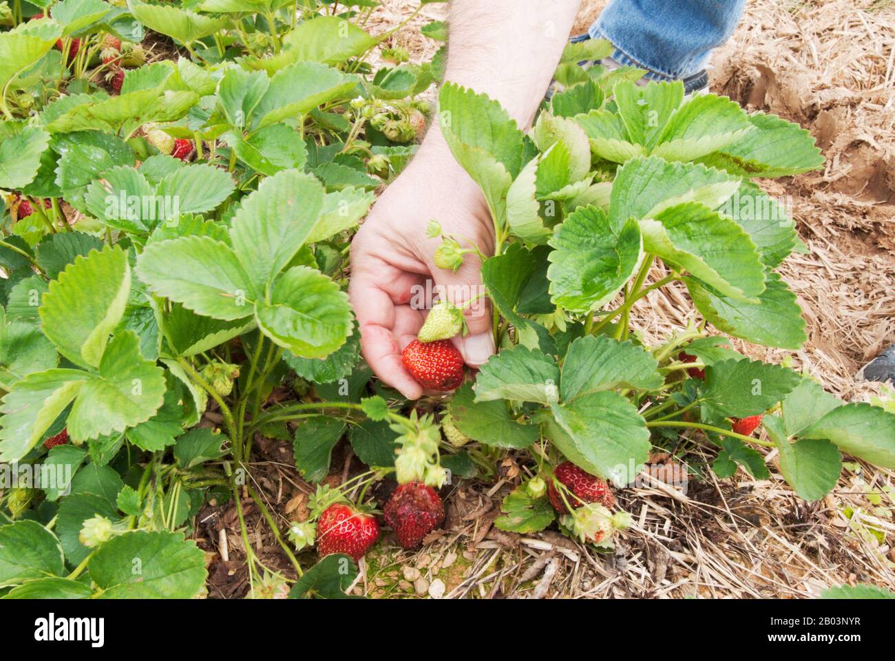 Uomo che raccoglie fragole biologiche fresche in una fattoria nel Maryland USA. Foto Stock