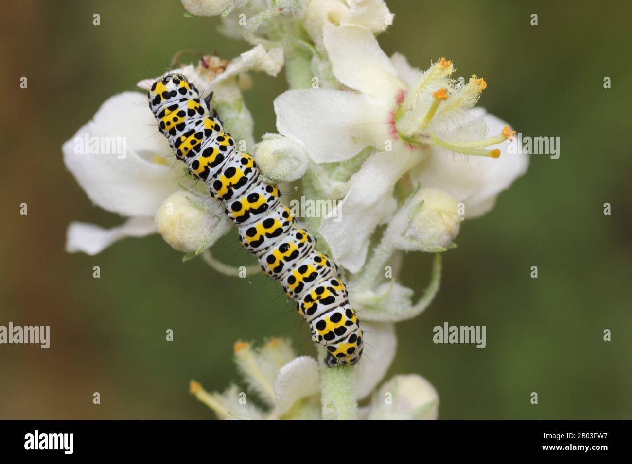 Mullein Moth caterpillar Cucullia verbasci su Mullein Verbascum lychnitis bianco Foto Stock