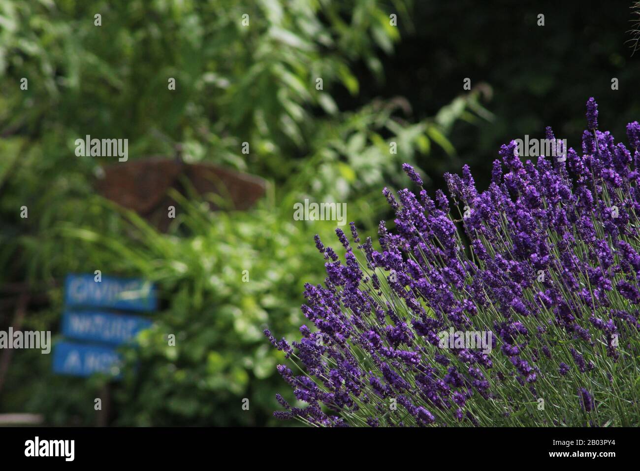 Bella macchia viola di lavanda in una calda giornata di estati Foto Stock