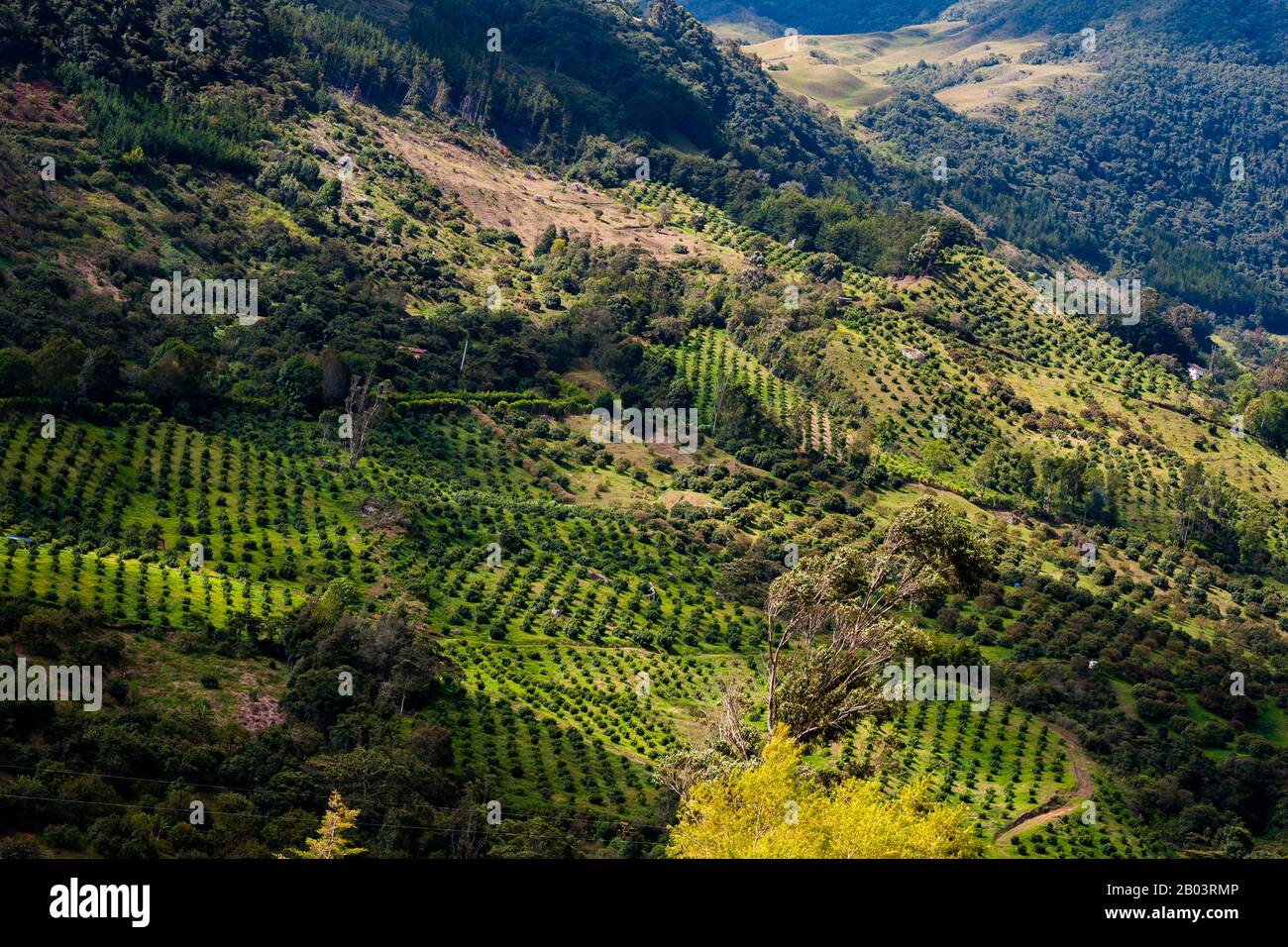 Avocado alberi si vedono crescere in diverse piantagioni sul lato della montagna vicino a Sonsón, dipartimento di Antioquia, Colombia. Foto Stock