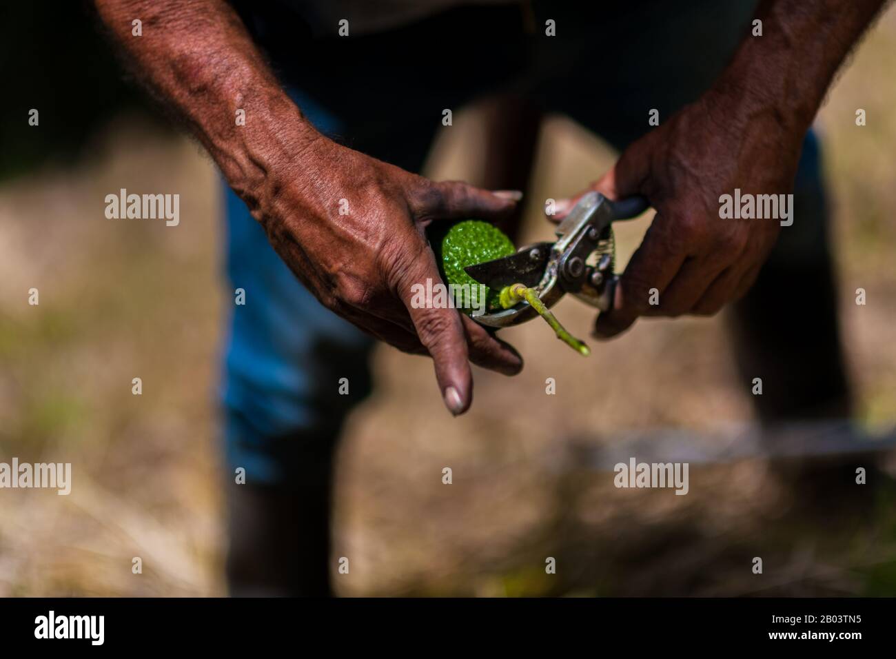 Un lavoratore agricolo colombiano taglia il fusto di un frutto avocado in una piantagione vicino a Sonsón, dipartimento di Antioquia, Colombia. Foto Stock