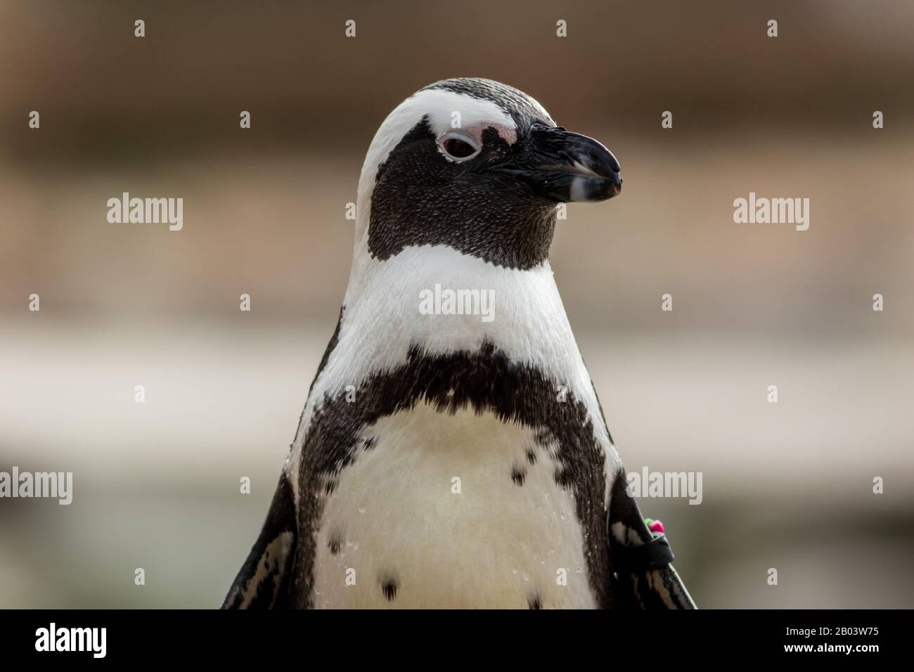 Pinguino africano (Spheniscus demersus) closeup con la testa della fascia dell'ala girata Foto Stock