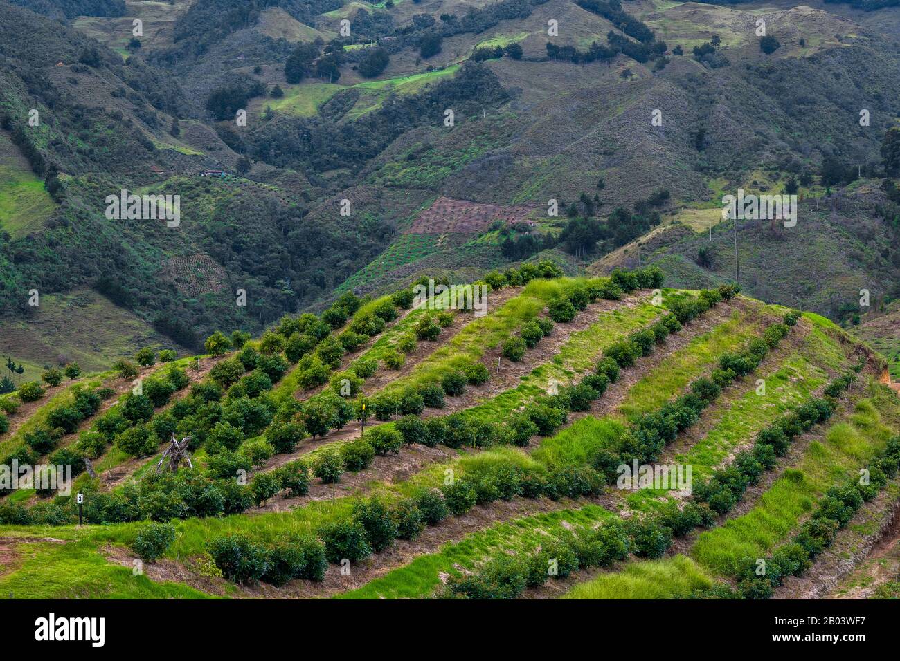 Avocado alberi sono visto crescere in una piantagione sulla montagna vicino a Sonsón, dipartimento Antiquia, Colombia. Foto Stock
