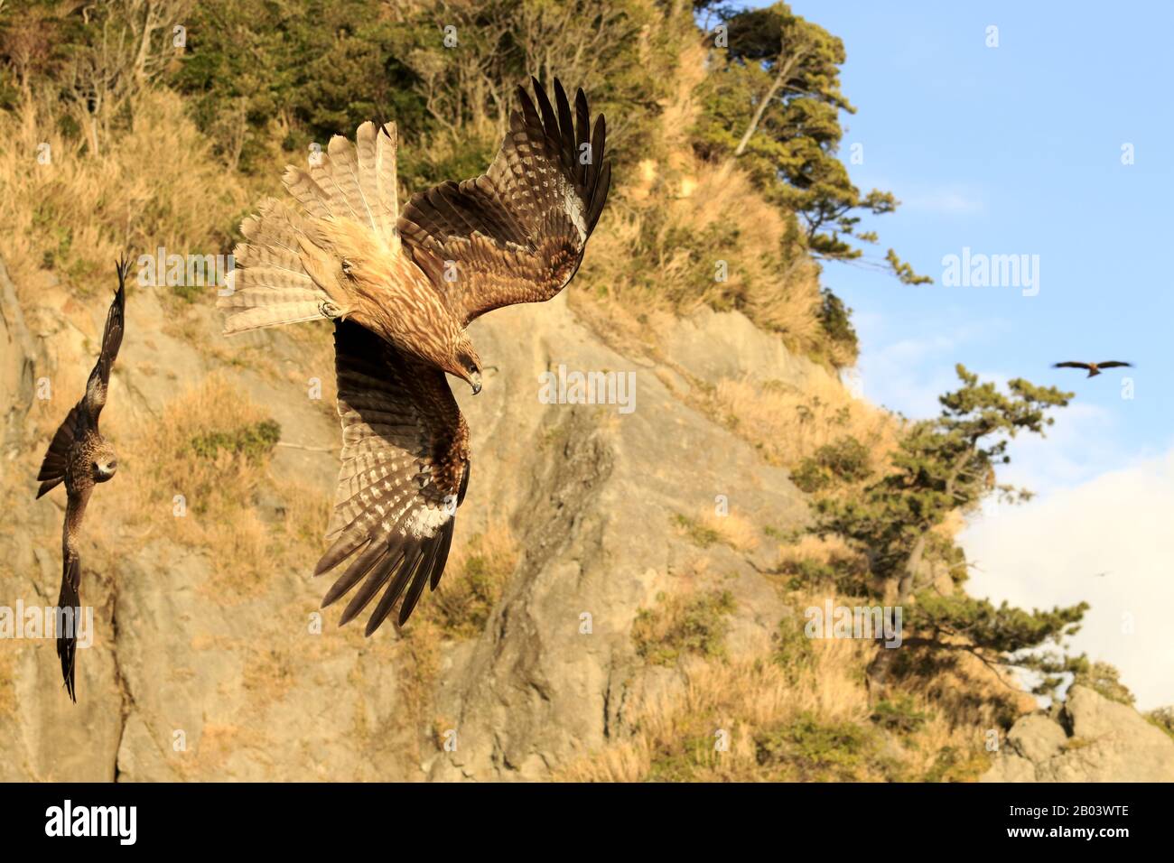 Aquilone nero, migrans milvus Foto Stock