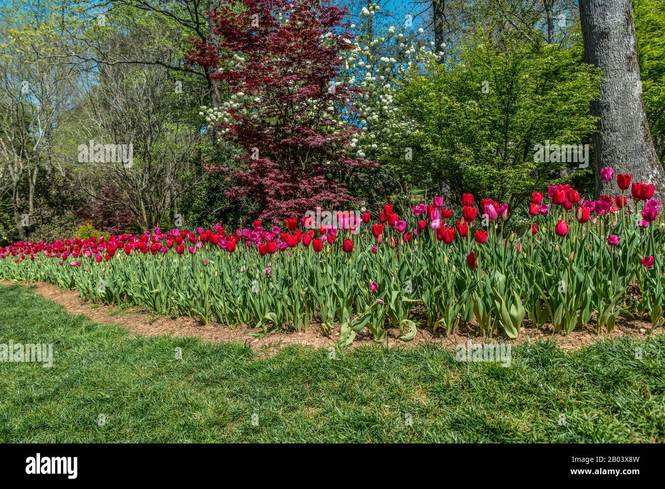 Vivaci tulipani rossi in un letto di fiori che circondano alberi in fiore sullo sfondo, in una luminosa giornata di sole in primavera Foto Stock