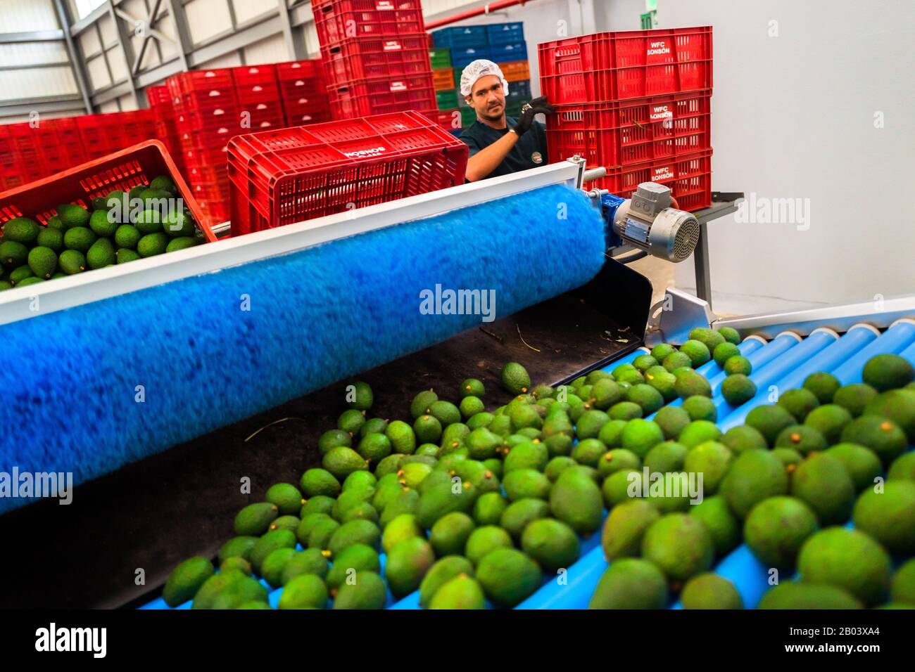 Avocado si vede muoversi su un nastro trasportatore durante il processo di pulizia in un impianto di lavorazione a Sonsón, reparto Antioquia, Colombia. Foto Stock