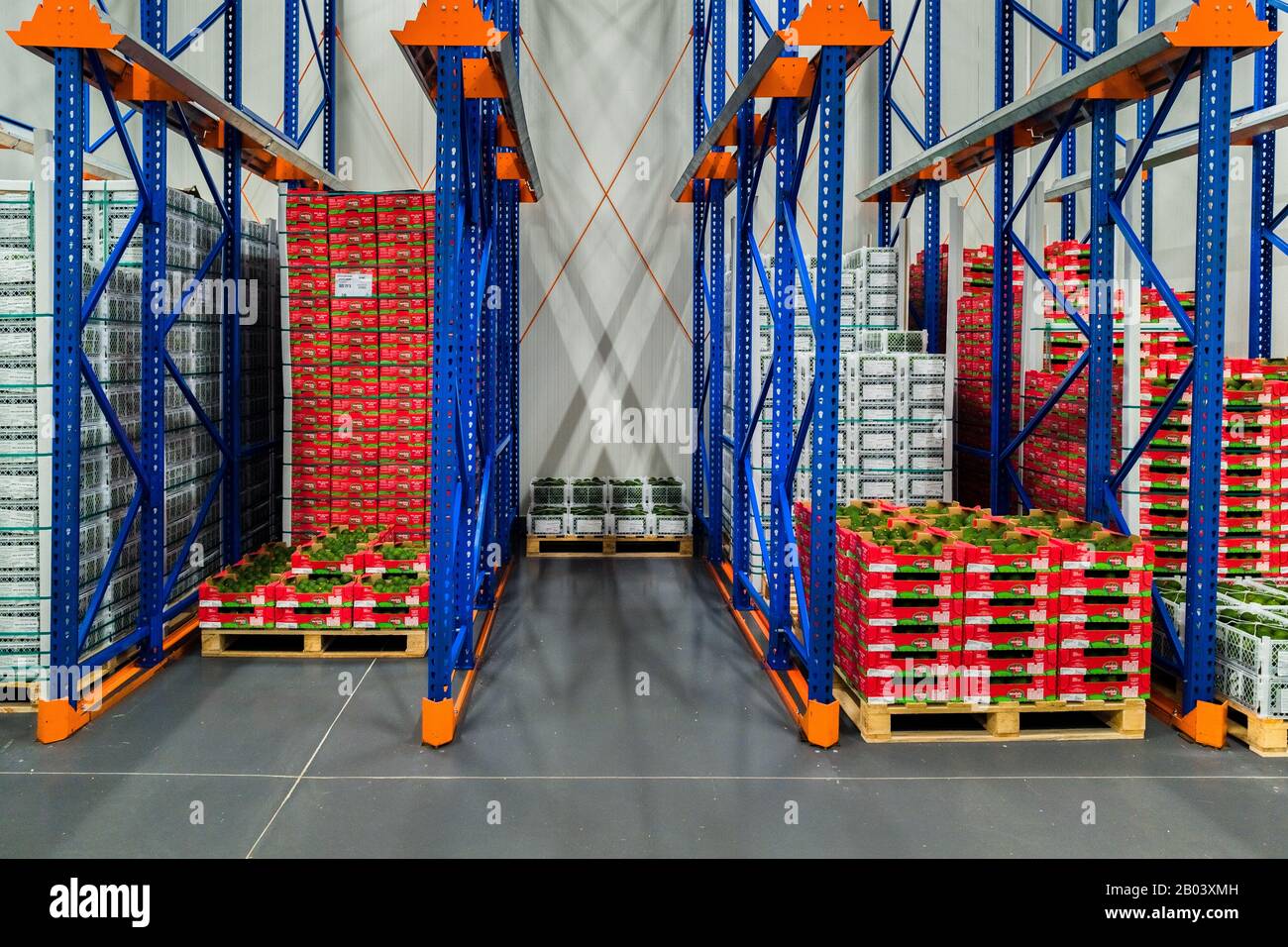 Le scatole di avocado sono viste pilled in su nel deposito freddo ad un impianto di trasformazione a Sonsón, reparto di Antioquia, Colombia. Foto Stock