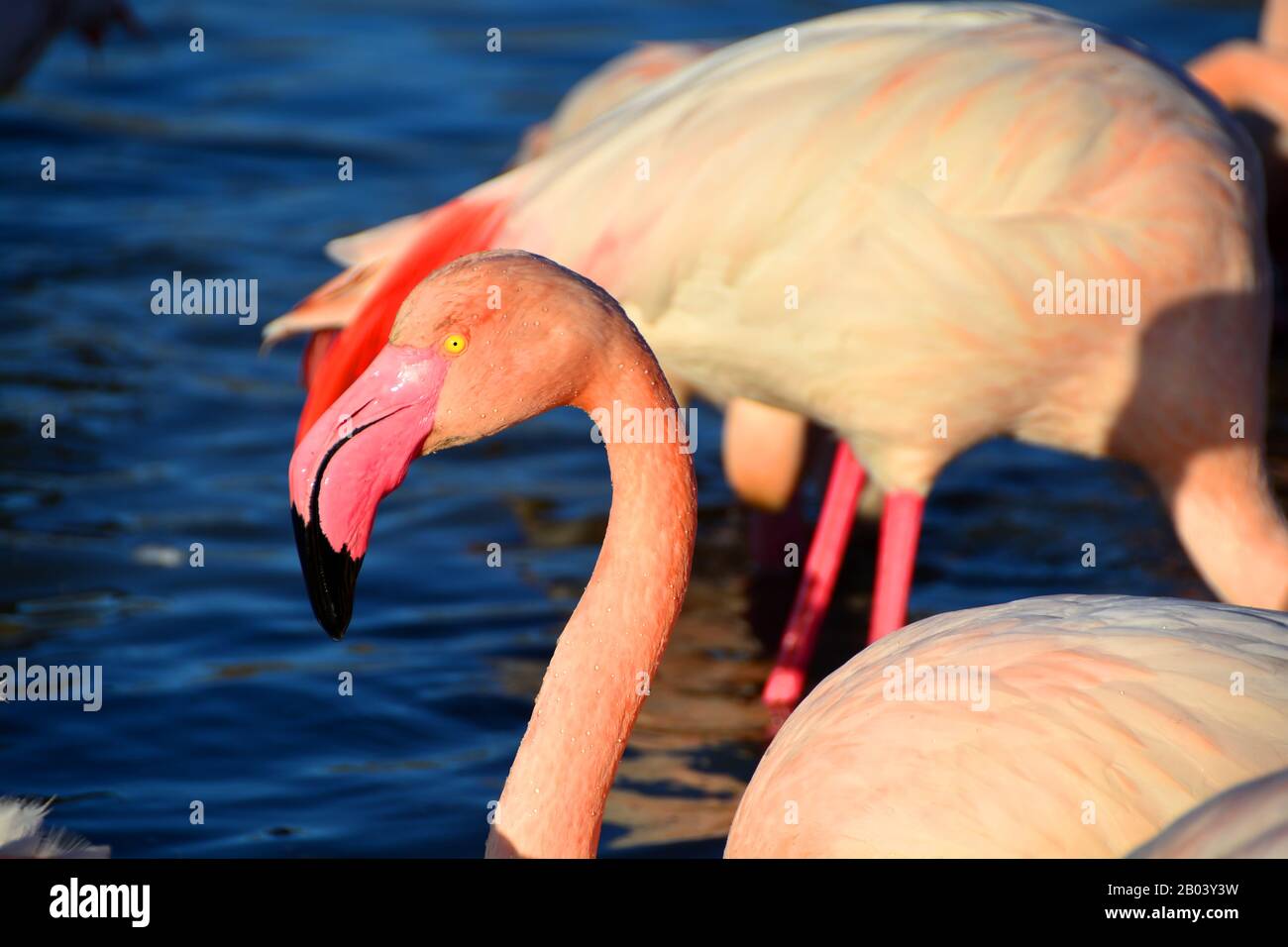 Un Flamingo con il suo brillante occhio giallo beedy Foto Stock
