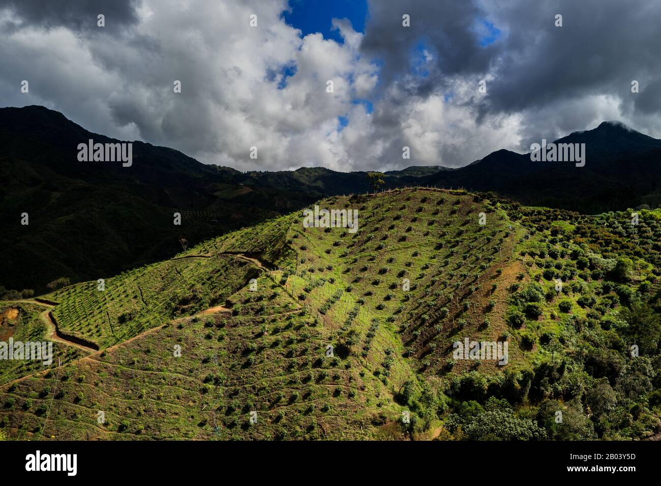 Avocado alberi sono visto crescere in una piantagione sulla montagna vicino a Sonsón, dipartimento Antiquia, Colombia. Foto Stock