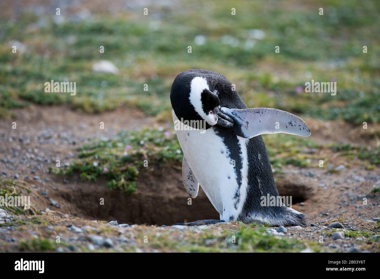 Penguin Magellanico (Spheniscus magellanicus) piume preening al santuario dei pinguini sull'isola di Magdalena nello stretto di Magellano vicino a Punta Arena Foto Stock