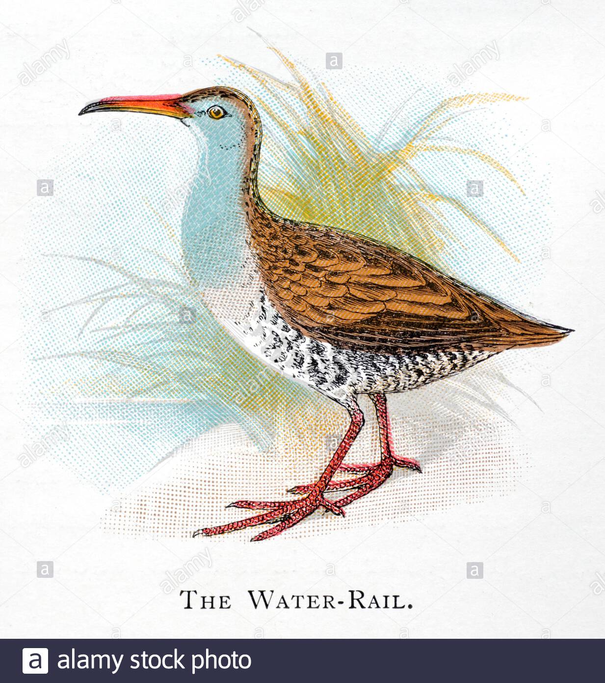 Water Rail (Rallus aquaticus), illustrazione d'epoca pubblicata nel 1898 Foto Stock