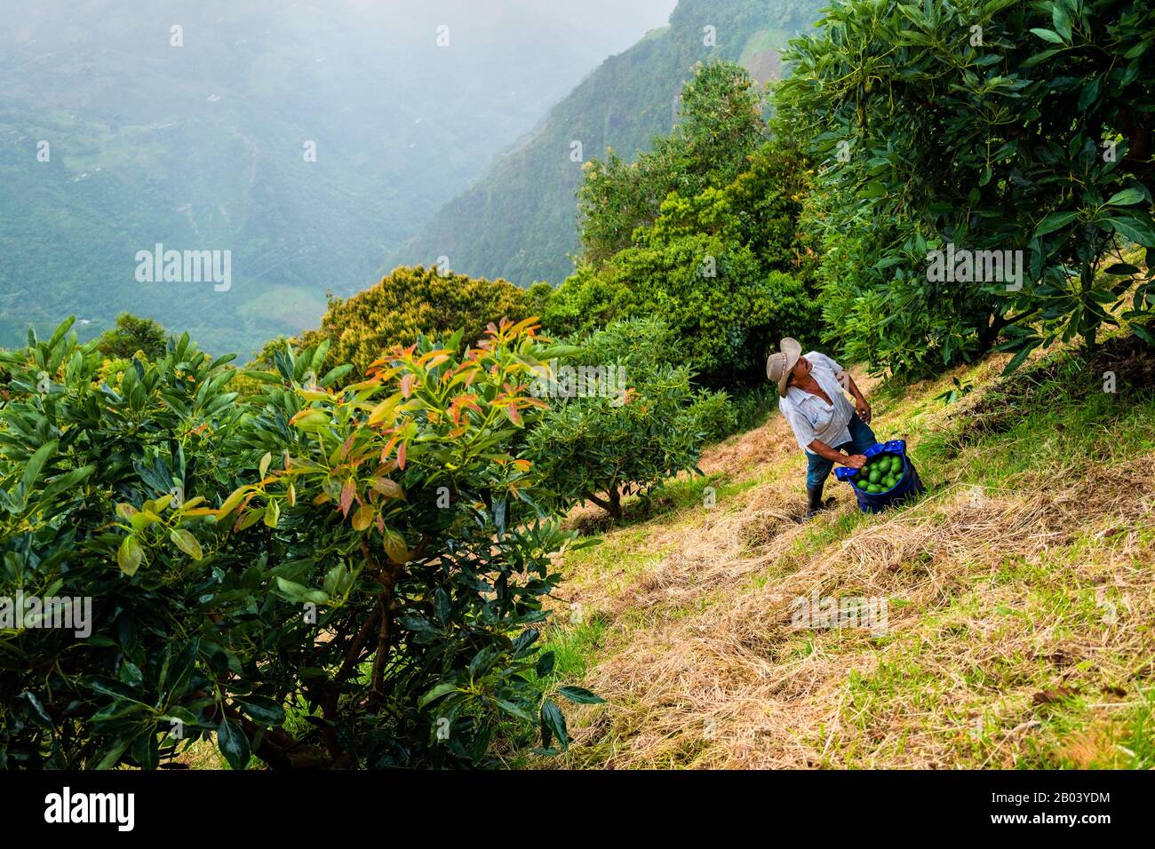 Un lavoratore agricolo colombiano ispeziona un albero avocado durante un raccolto in una piantagione vicino a Sonsón, dipartimento di Antioquia, Colombia. Foto Stock