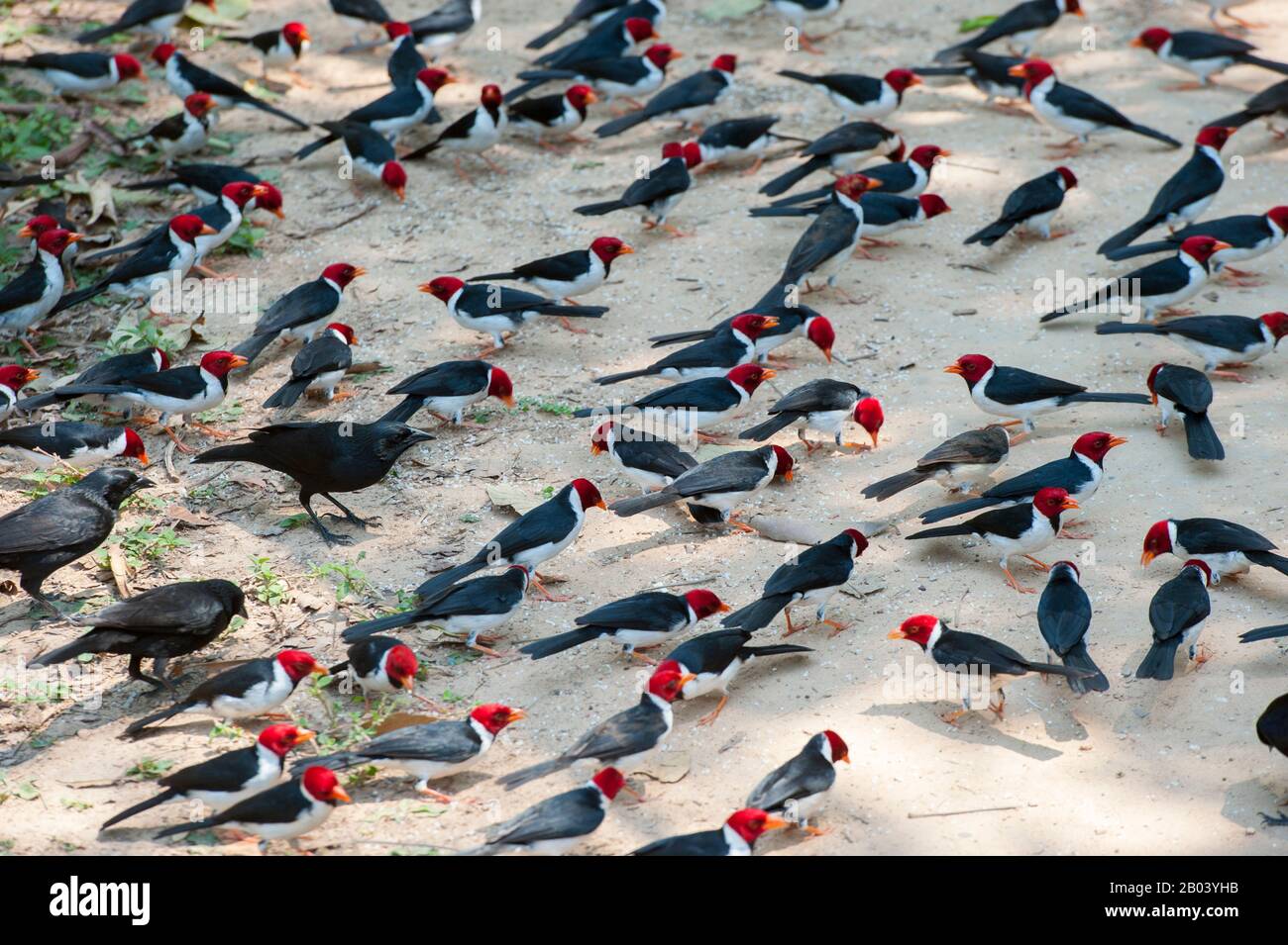 Cardinali con fattura gialla (Paroaria capitata) che si nutrono al Pouso Alegre Lodge nel nord Pantanal, Mato Grosso provincia del Brasile. Foto Stock
