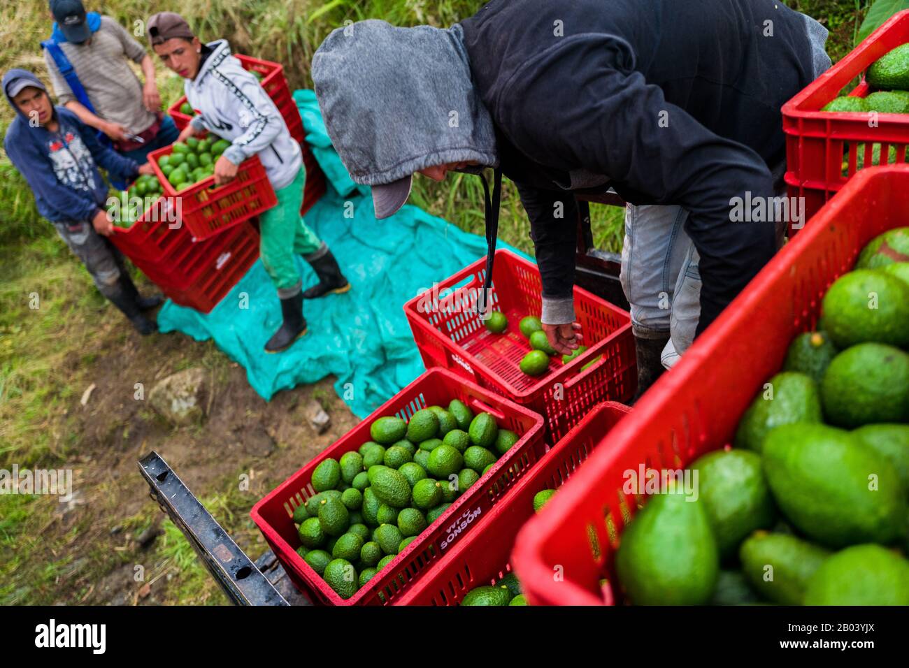 I lavoratori agricoli colombiani caricano un camion con casse di avocado durante un raccolto in una piantagione vicino a Sonsón, dipartimento di Antioquia, Colombia. Foto Stock
