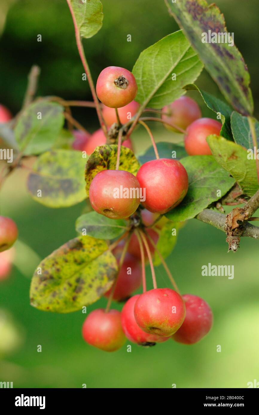 Malus hupehensis. Hupeh granchio frutti di mela in autunno. REGNO UNITO Foto Stock