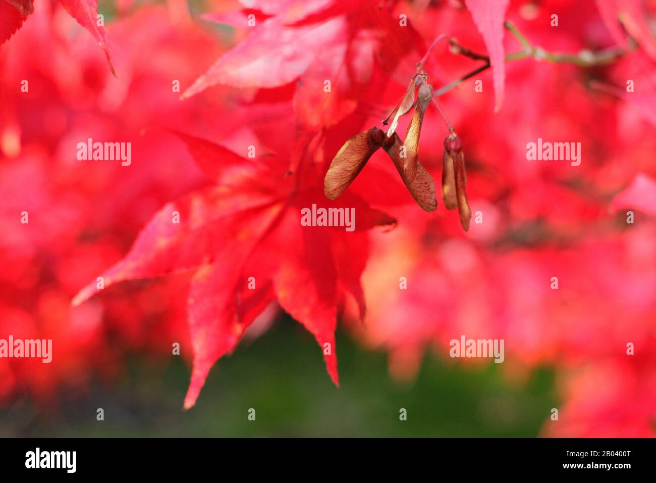 Acer Palmatum 'Osakazuki' albero in autunno che mostra vibrante fogliame. Foto Stock