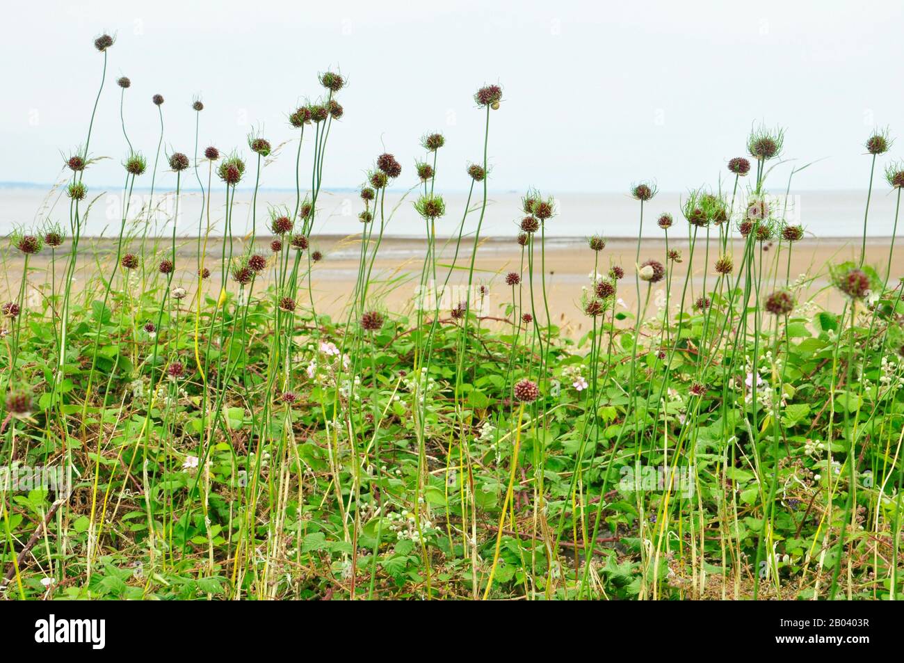 Ornioni selvatici (Allium vineale var compactum), aglio selvatico, cipolla erba, aglio corvo o aglio di cervo, estate, Dunster Beach, Somerset.UK Foto Stock