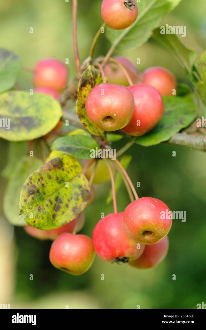 Malus hupehensis. Hupeh granchio frutti di mela in autunno. REGNO UNITO Foto Stock