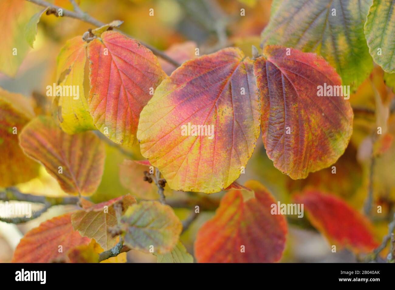 Hamamelis X Intermedia Robert. La nocciola della strega 'Robert' lascia in autunno. REGNO UNITO Foto Stock