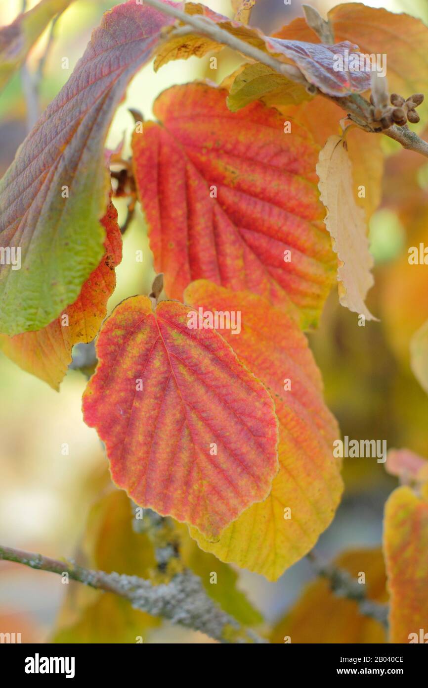 Hamamelis X Intermedia Robert. La nocciola della strega 'Robert' lascia in autunno. REGNO UNITO Foto Stock