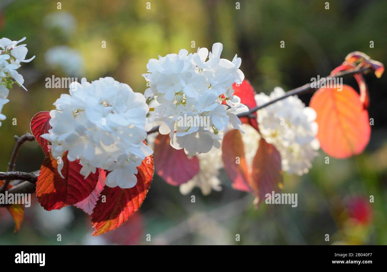 VIBURNUM PLICATUM POPCORN con grappoli di fiori e colori autunnali. REGNO UNITO Foto Stock