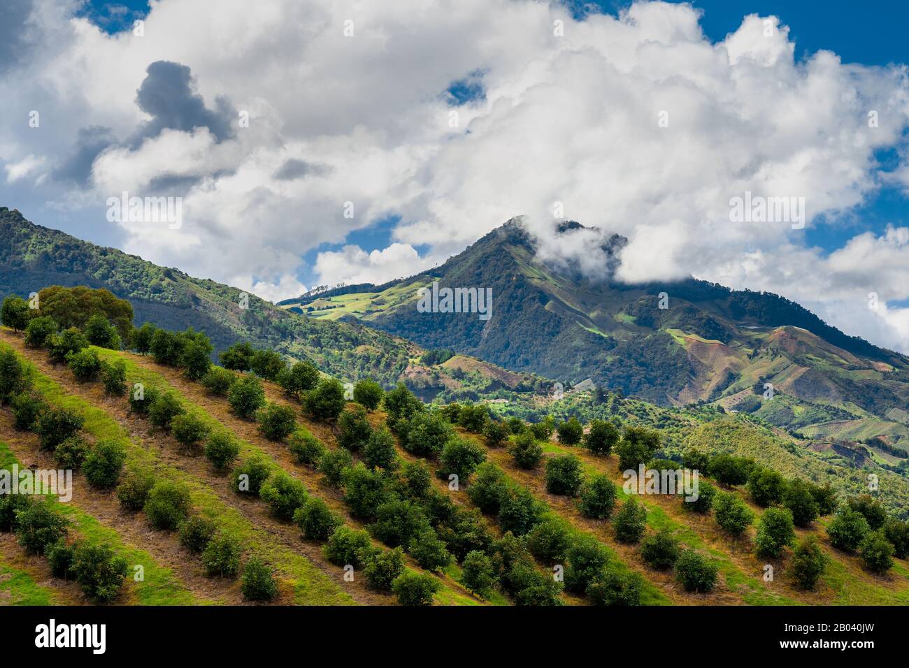 Avocado alberi sono visto crescere in una fattoria sulla montagna vicino a Sonsón, dipartimento Antioquia, Colombia. Foto Stock