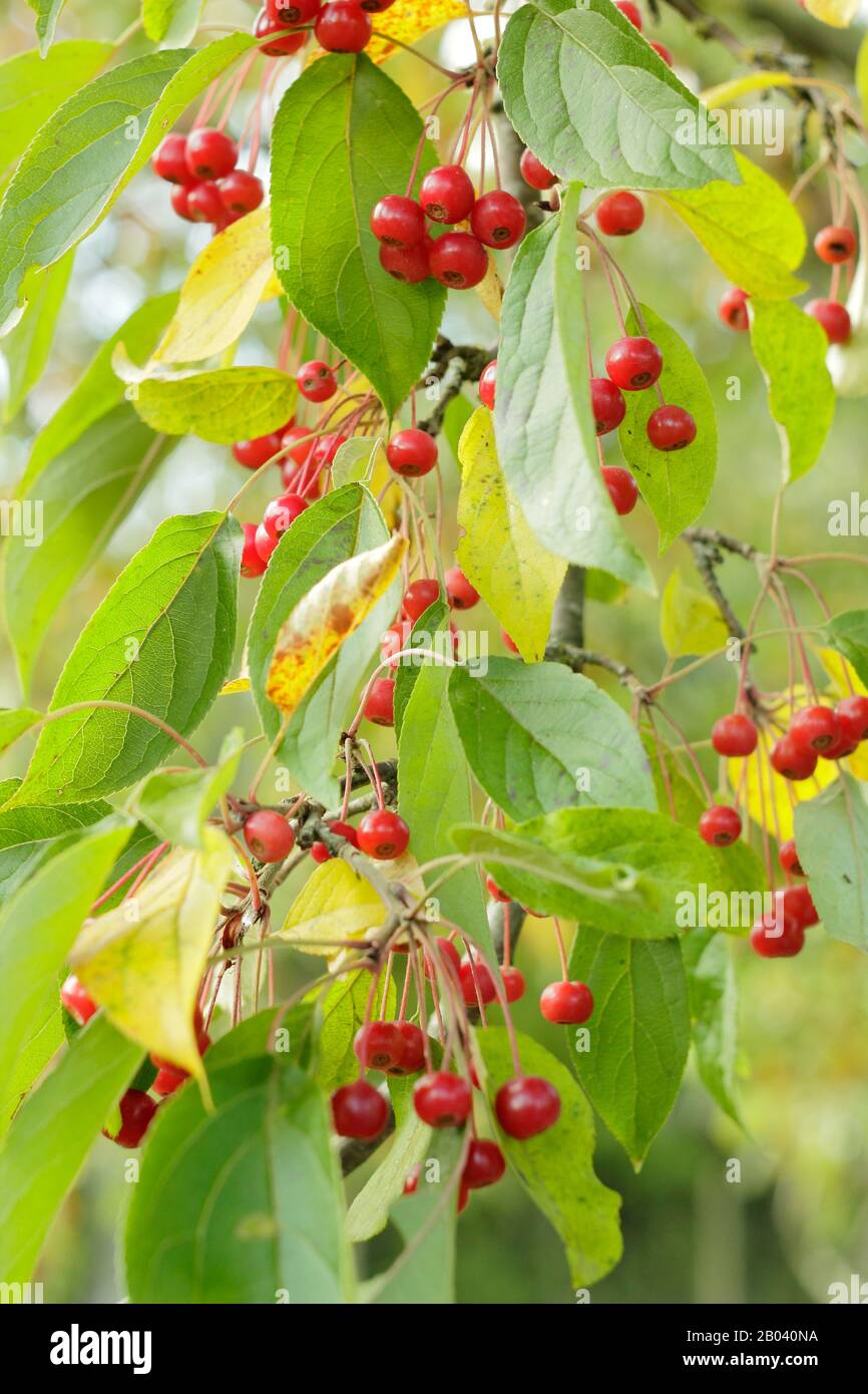 Malus hupehensis. Hupeh granchio frutti di mela in autunno. REGNO UNITO Foto Stock