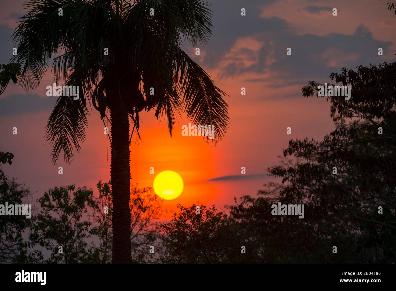 Albero di palma silhouette al sorgere del sole vicino Pouso Alegre Lodge nel Pantanal nord, Mato Grosso provincia del Brasile. Foto Stock