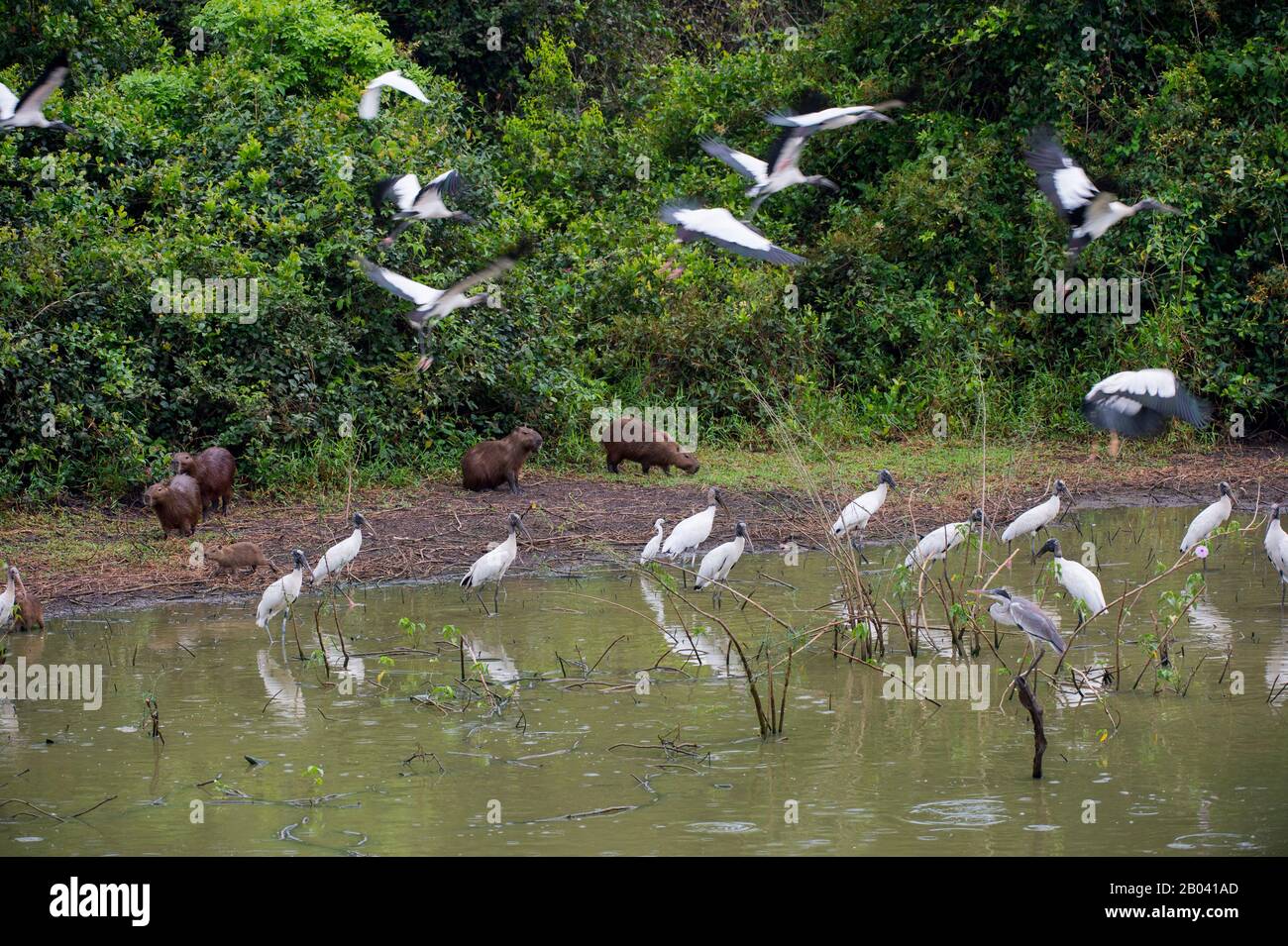 Cicogne di legno (Mycteria americana), aironi e capibaras in un laghetto lungo la Transpantaneira autostrada nel nord Pantanal, Mato Grosso provincia in B. Foto Stock