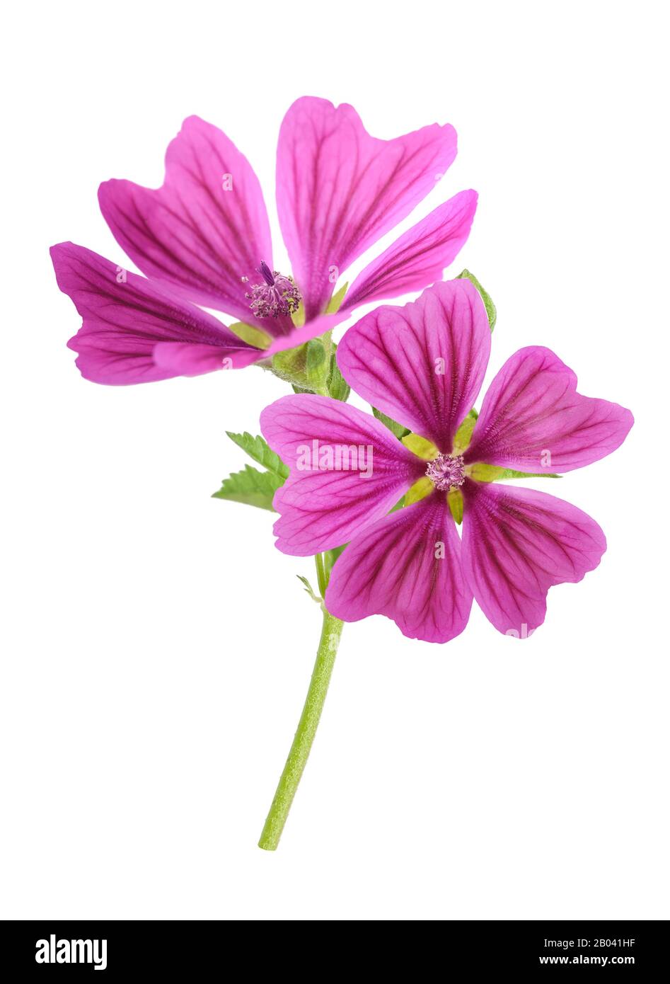 Mallow pianta con fiori isolato su sfondo bianco Foto Stock