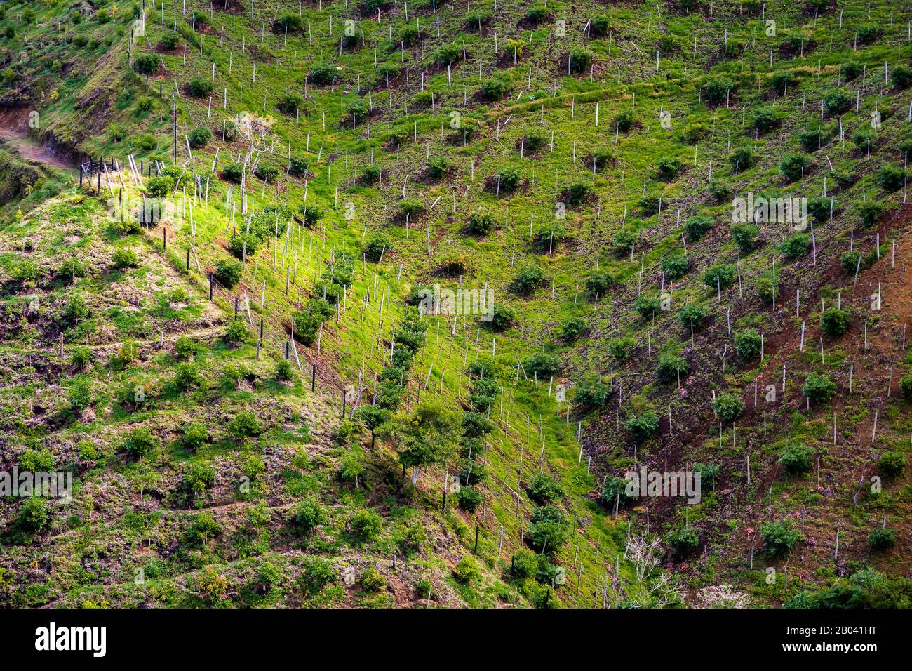 Avocado alberi sono visto crescere in una piantagione sulla montagna vicino a Sonsón, dipartimento Antiquia, Colombia. Foto Stock