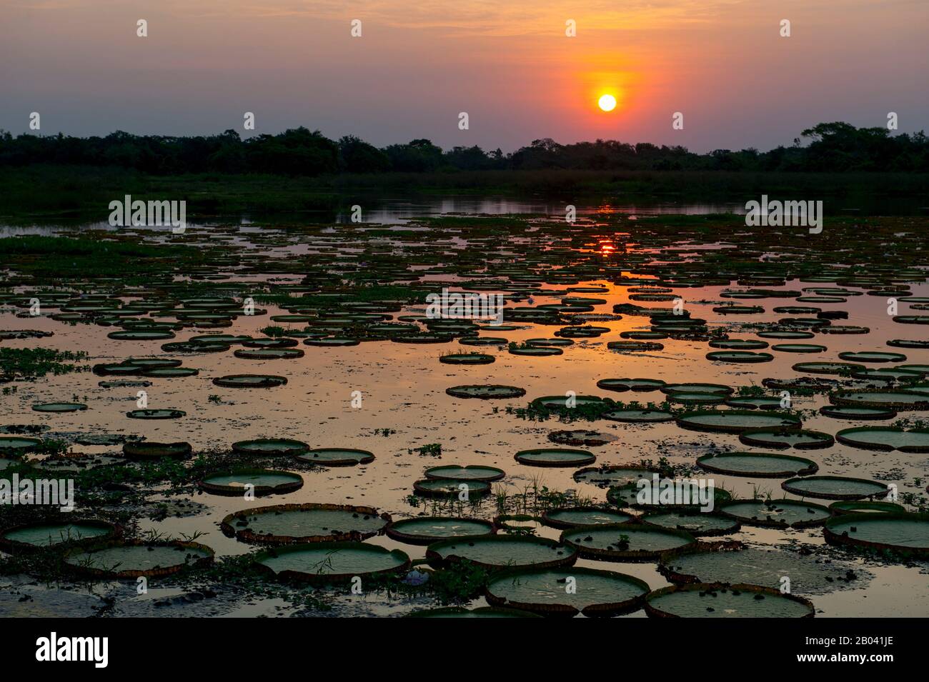 Tramonto sul lago con gigli d'acqua giganti di Victoria amazonica a Porto Jofre nel Pantanal settentrionale, provincia del Mato Grosso in Brasile. Foto Stock