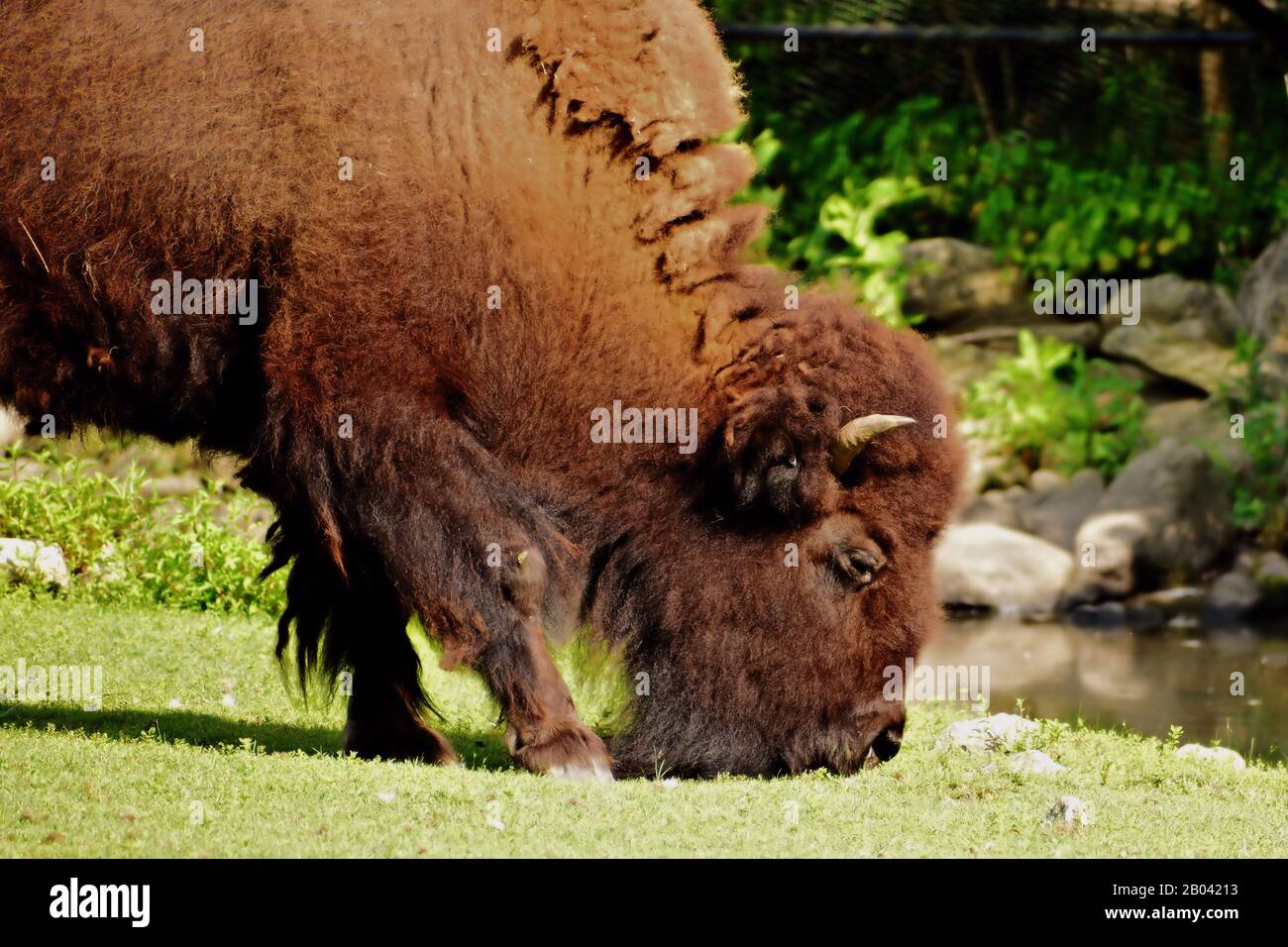 Un bufalo pascola pacificamente sull'erba di pascolo Foto Stock Un bufalo pascola pacificamente sull'erba di pascolo Foto Stock