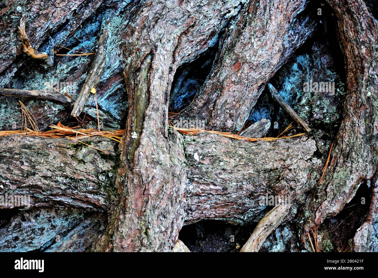 Un closeup delle radici gignarled di un albero Foto Stock