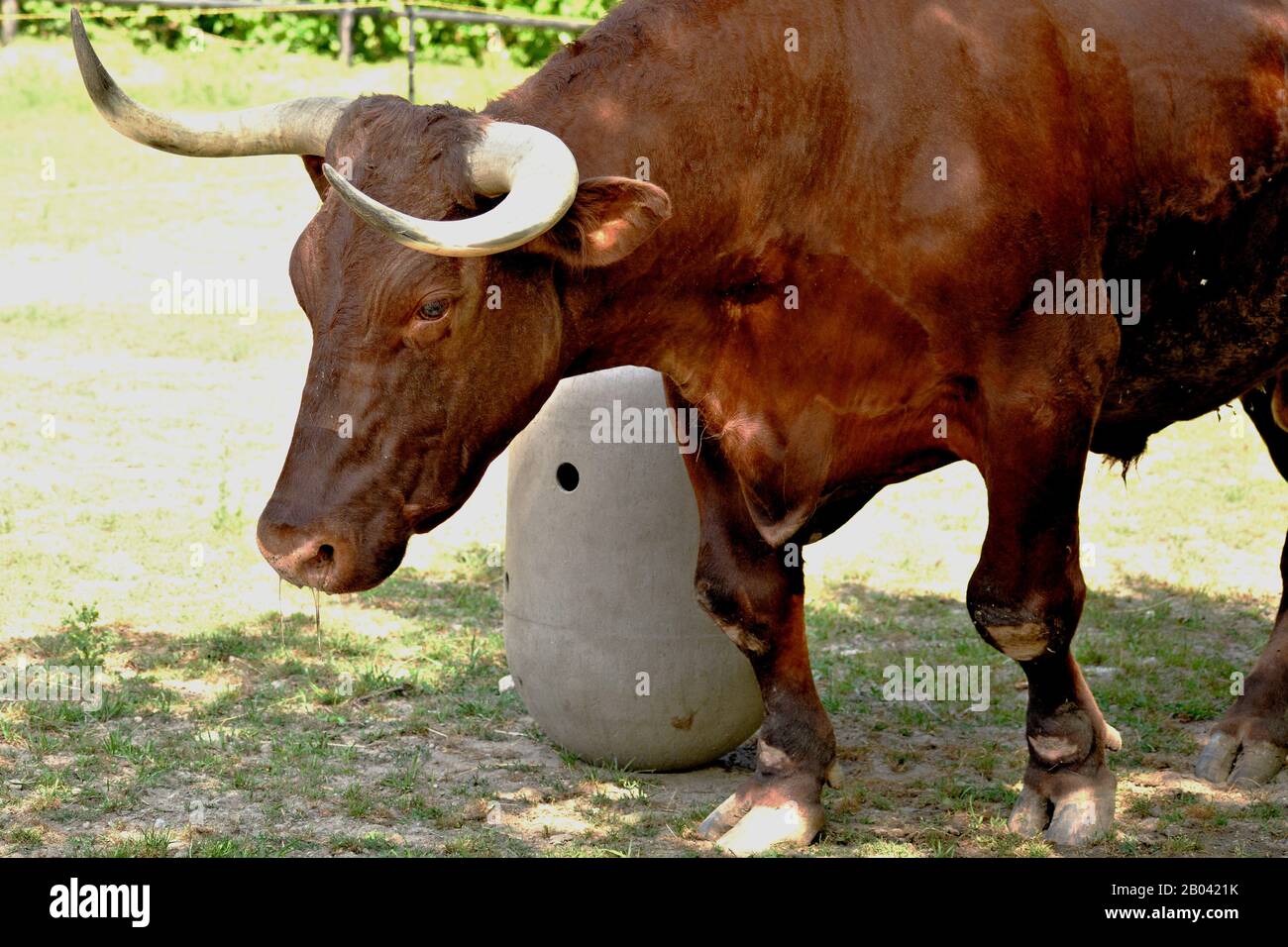 La Razza Bovina del Devon Mungitura è un buon produttore di latte. Come mandria membri di buoi, sono a lungo vissuto con buoni temperamenti. Foto Stock