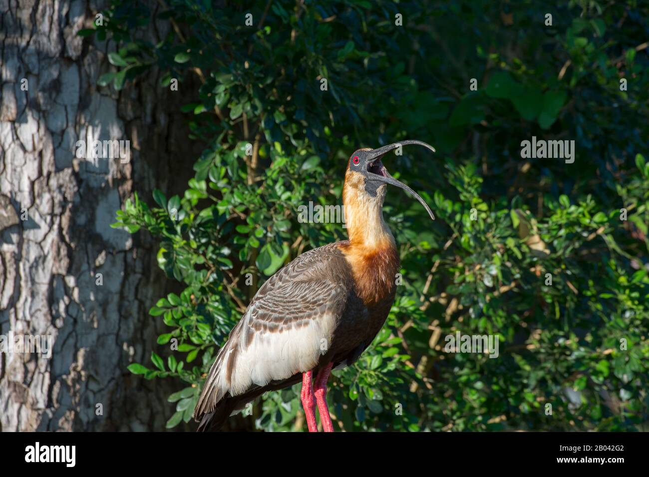 Ibis (Theristichus caudatus) a nord di Pantanal, nella provincia del Mato Grosso in Brasile. Foto Stock