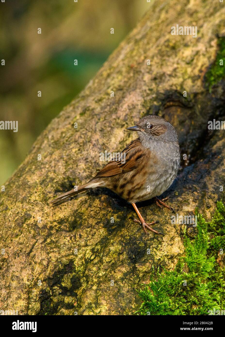 Dunnock su un tronco d'albero alla riserva Leighton Moss RSPB Foto Stock