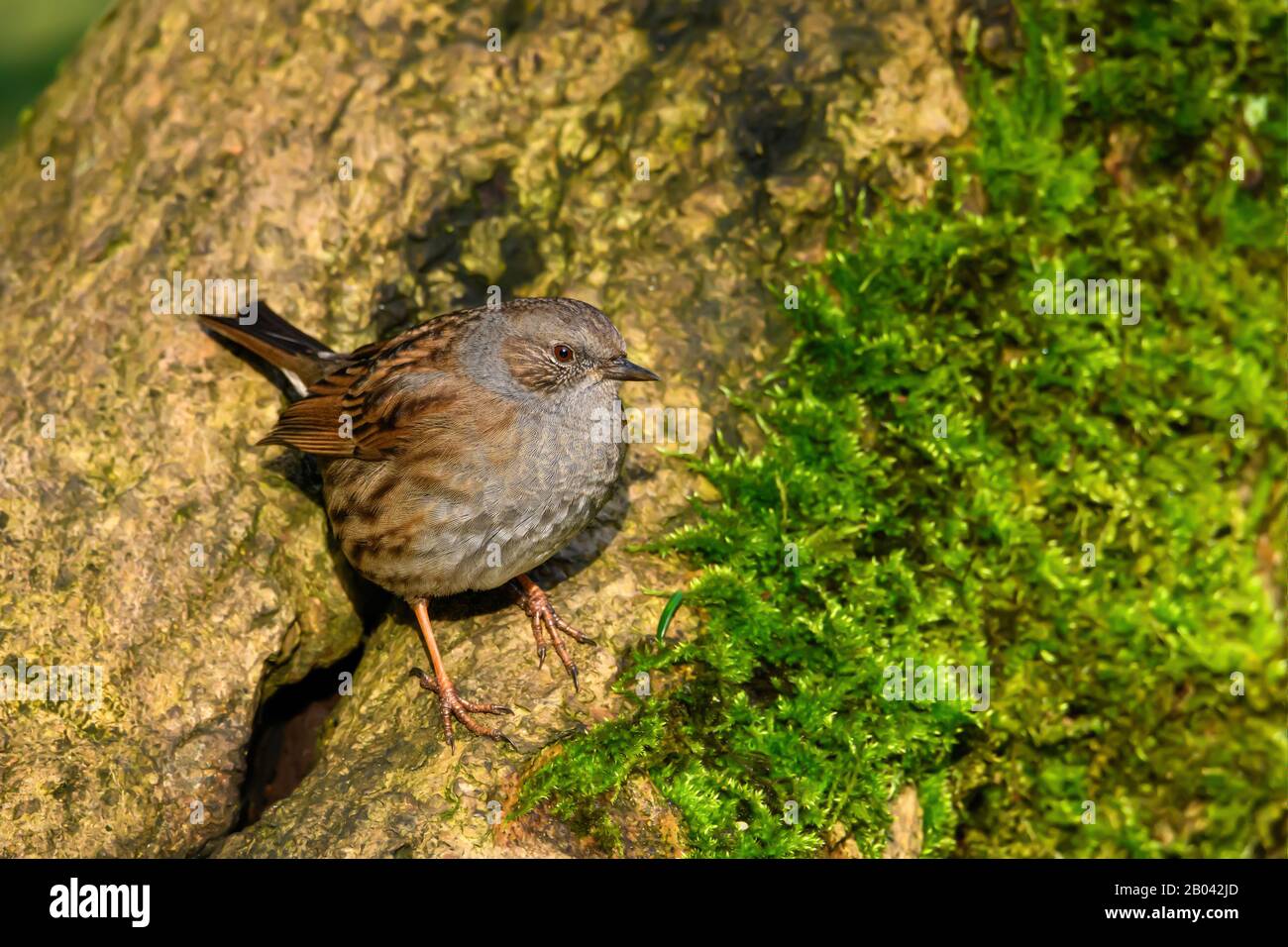 Dunnock su un tronco d'albero alla riserva Leighton Moss RSPB Foto Stock