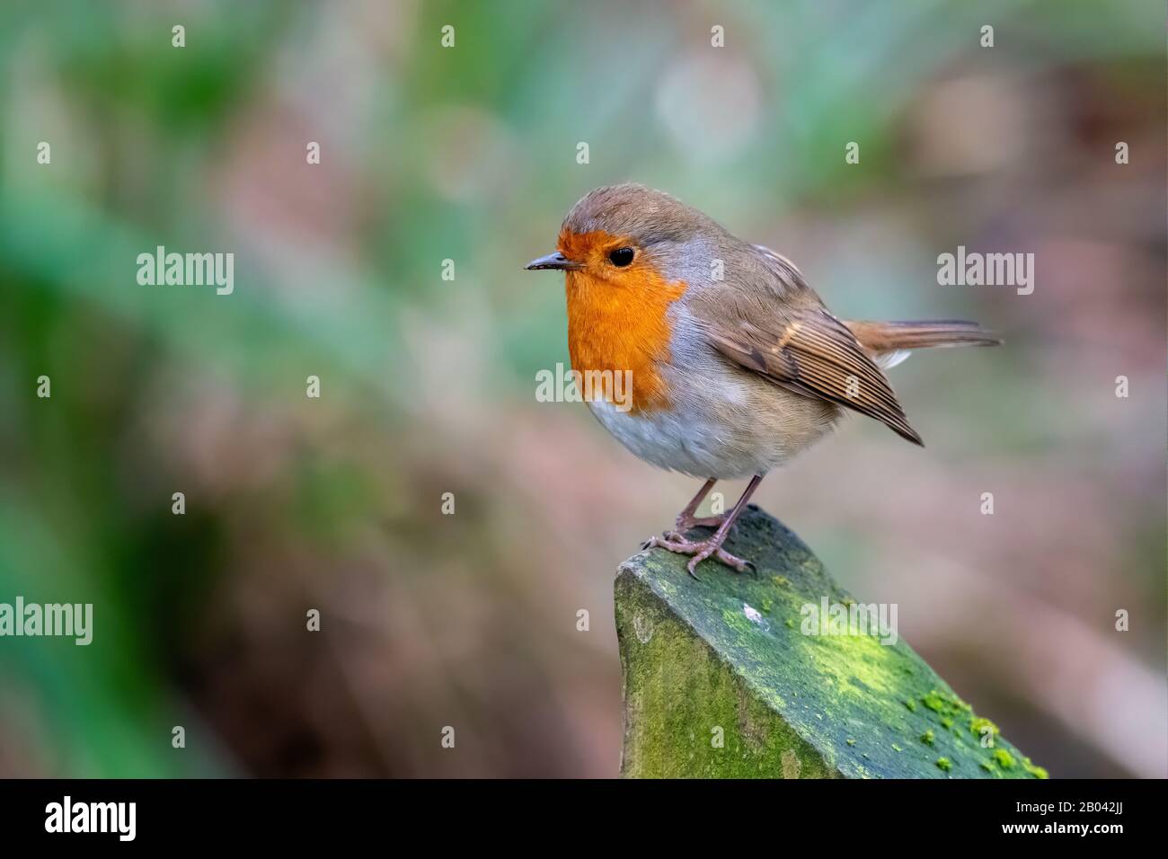 Robin arroccato su un posto alla riserva Leighton Moss RSPB Foto Stock