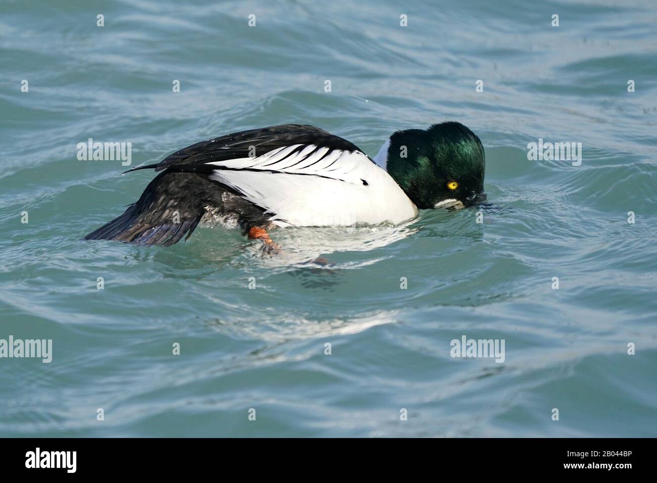 Goldeneyes sul lago d'inverno Foto Stock