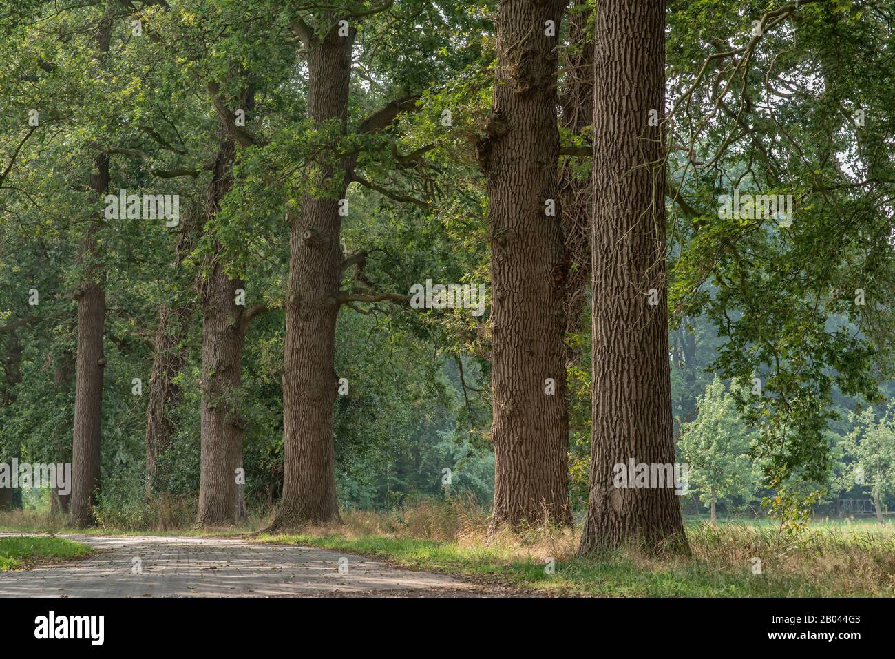 La strada conduce alla foresta estiva. Foto Stock