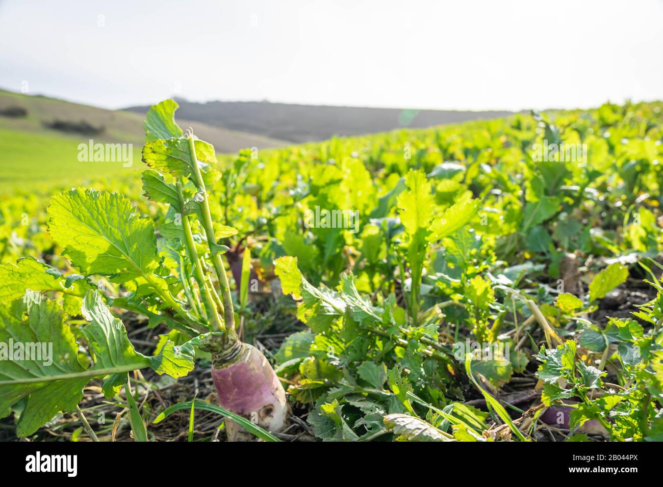 Raccolti di radice pronti per picking Foto Stock