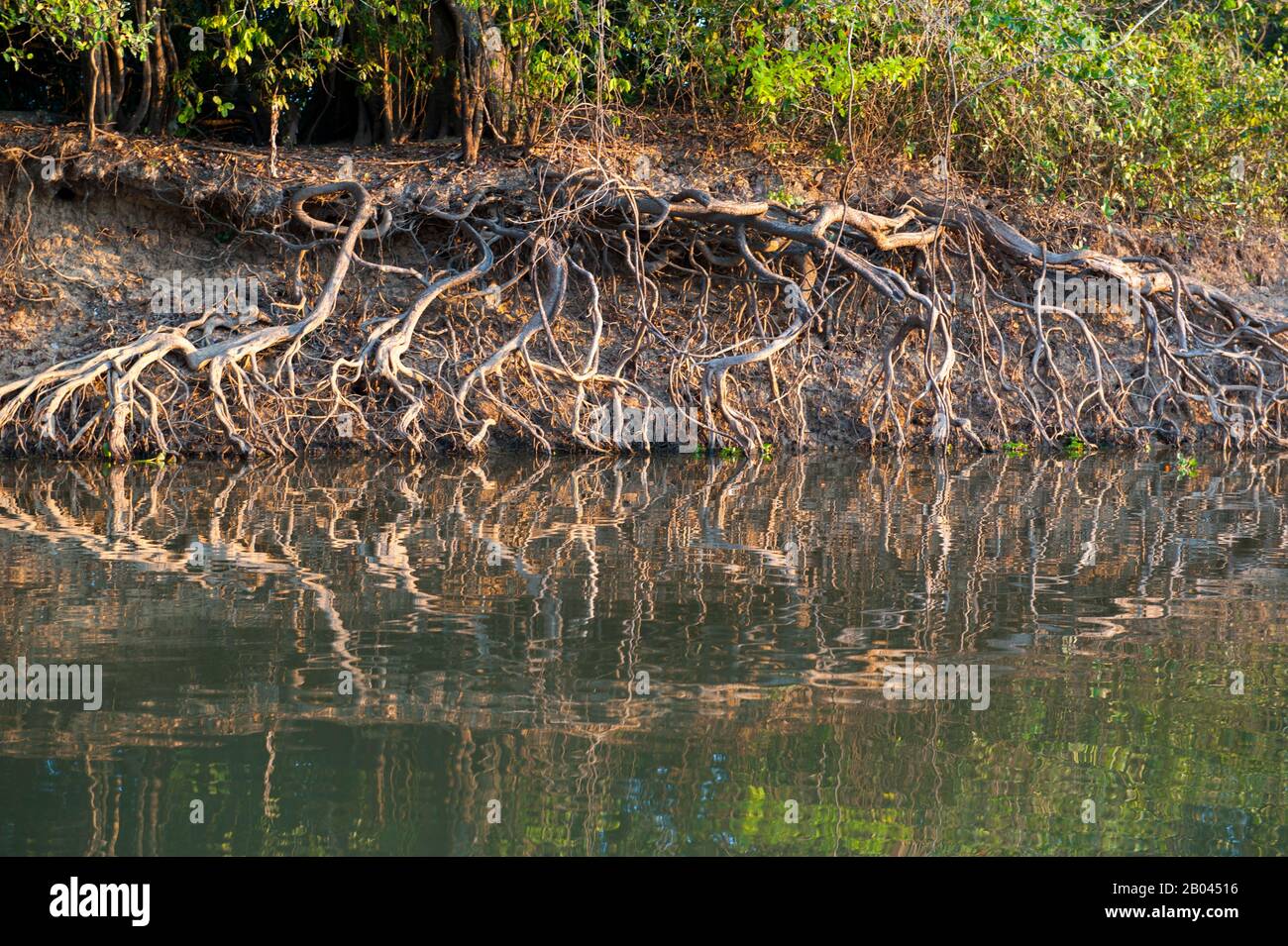 Interessanti formazioni a radice lungo il fiume Pixaim nella provincia settentrionale del Pantanal, Mato Grosso, in Brasile. Foto Stock