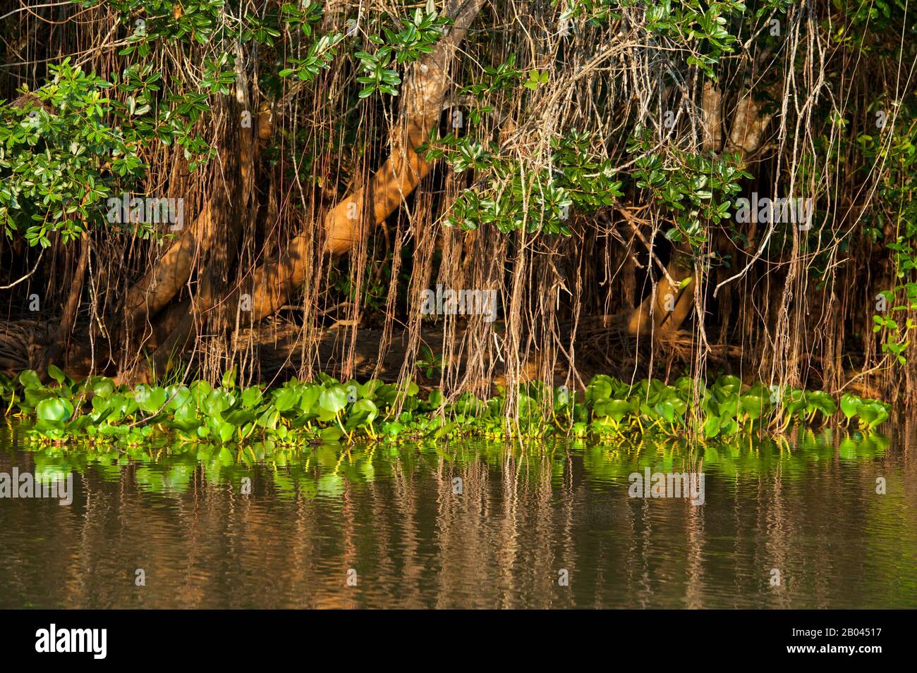 Radici aeree di alberi lungo il fiume Pixaim nel Pantanal settentrionale, nella provincia di Mato Grosso del Brasile. Foto Stock
