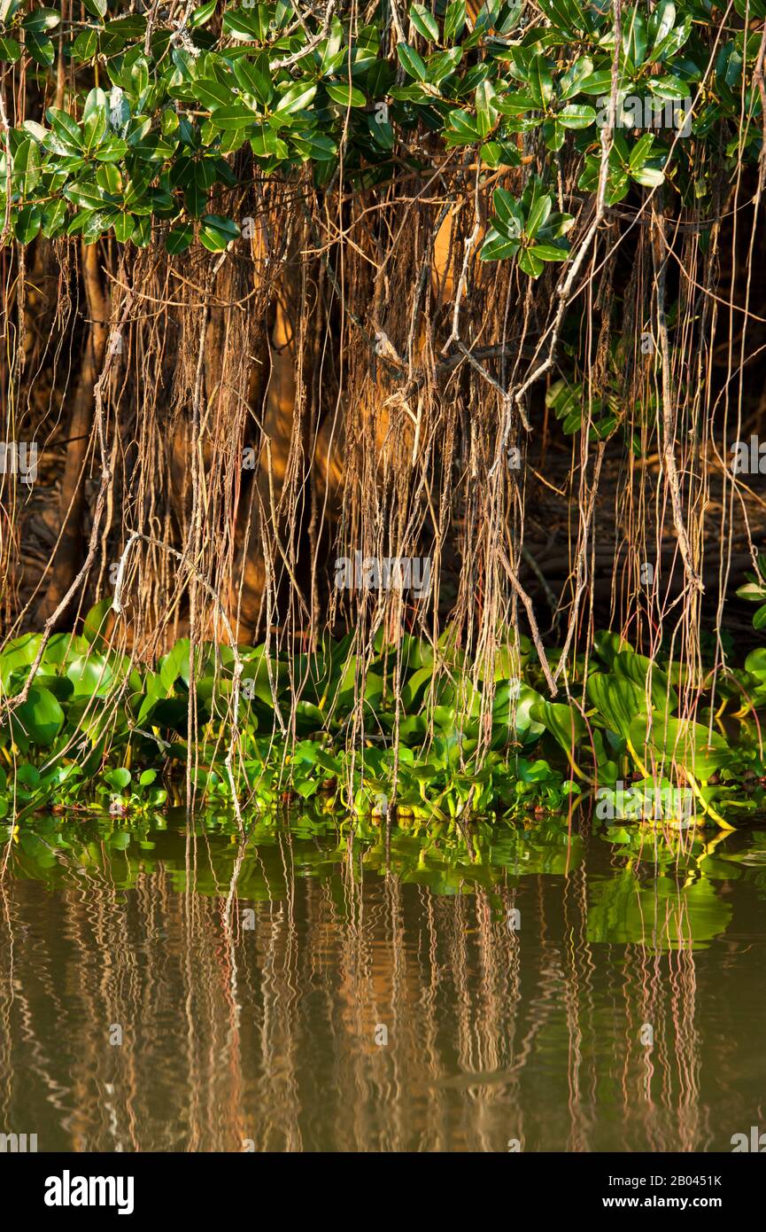 Radici aeree di alberi lungo il fiume Pixaim nel Pantanal settentrionale, nella provincia di Mato Grosso del Brasile. Foto Stock