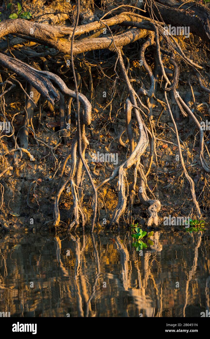 Interessanti formazioni a radice lungo il fiume Pixaim nella provincia settentrionale del Pantanal, Mato Grosso, in Brasile. Foto Stock