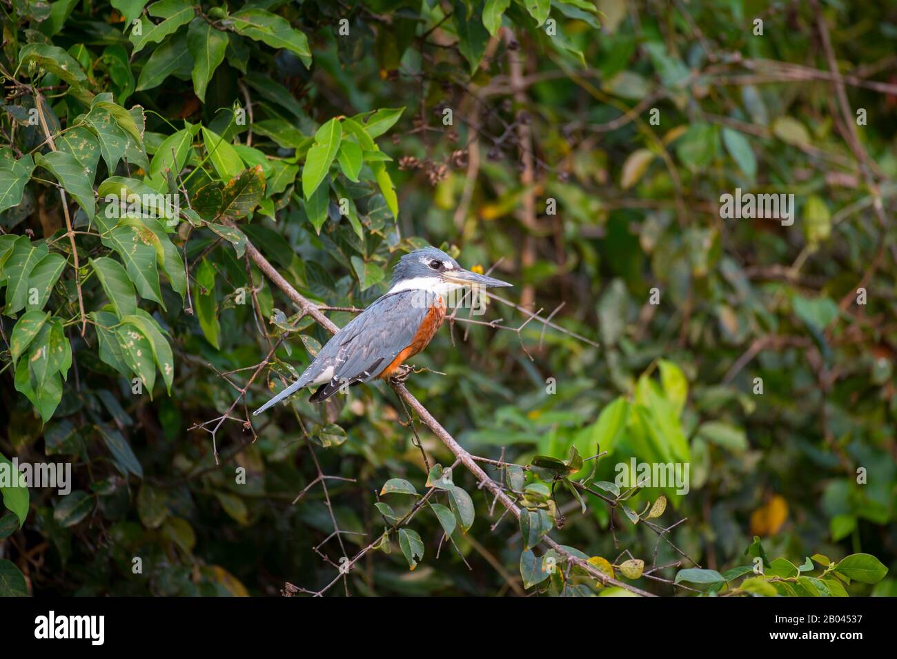 Un Martin pescatore Belted (Megaceryle alcyon) è arroccato in un cespuglio lungo il fiume Pixaim nella provincia settentrionale di Pantanal, Mato Grosso in Brasile. Foto Stock