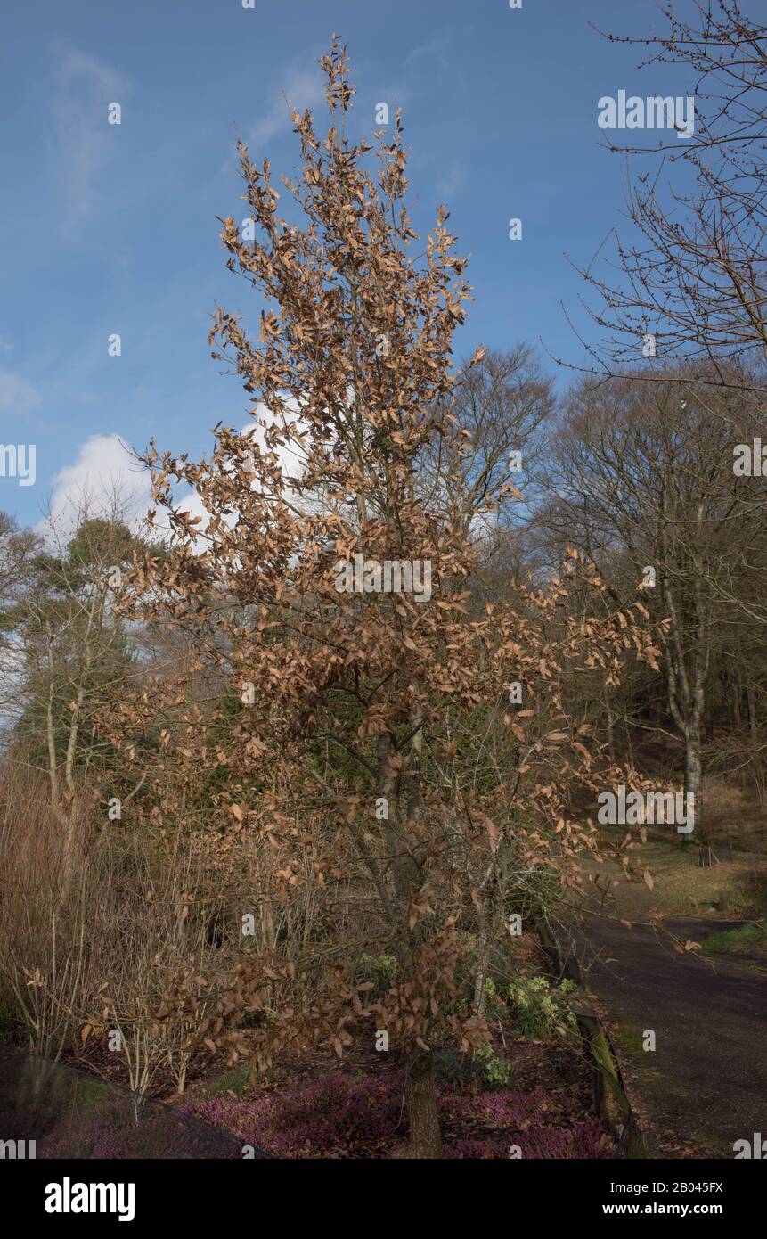 Winter Brown Foglie di un Albero di quercia Deciduo Libano (Quercus libani) In un giardino a Rosemoor nel Devon rurale, Inghilterra, Regno Unito Foto Stock